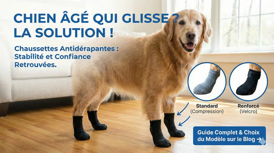 Bannière de l'article "Chien âgé qui glisse ? La solution !", montrant un Golden Retriever stable sur du parquet grâce à des chaussettes antidérapantes, avec un aperçu des modèles standard et renforcé.