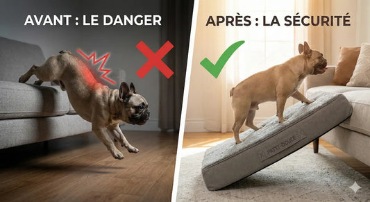 Affiche du guide Patte-Douce sur la hernie discale canine : comprendre les stades, éviter les sauts et aménager son intérieur pour la guérison