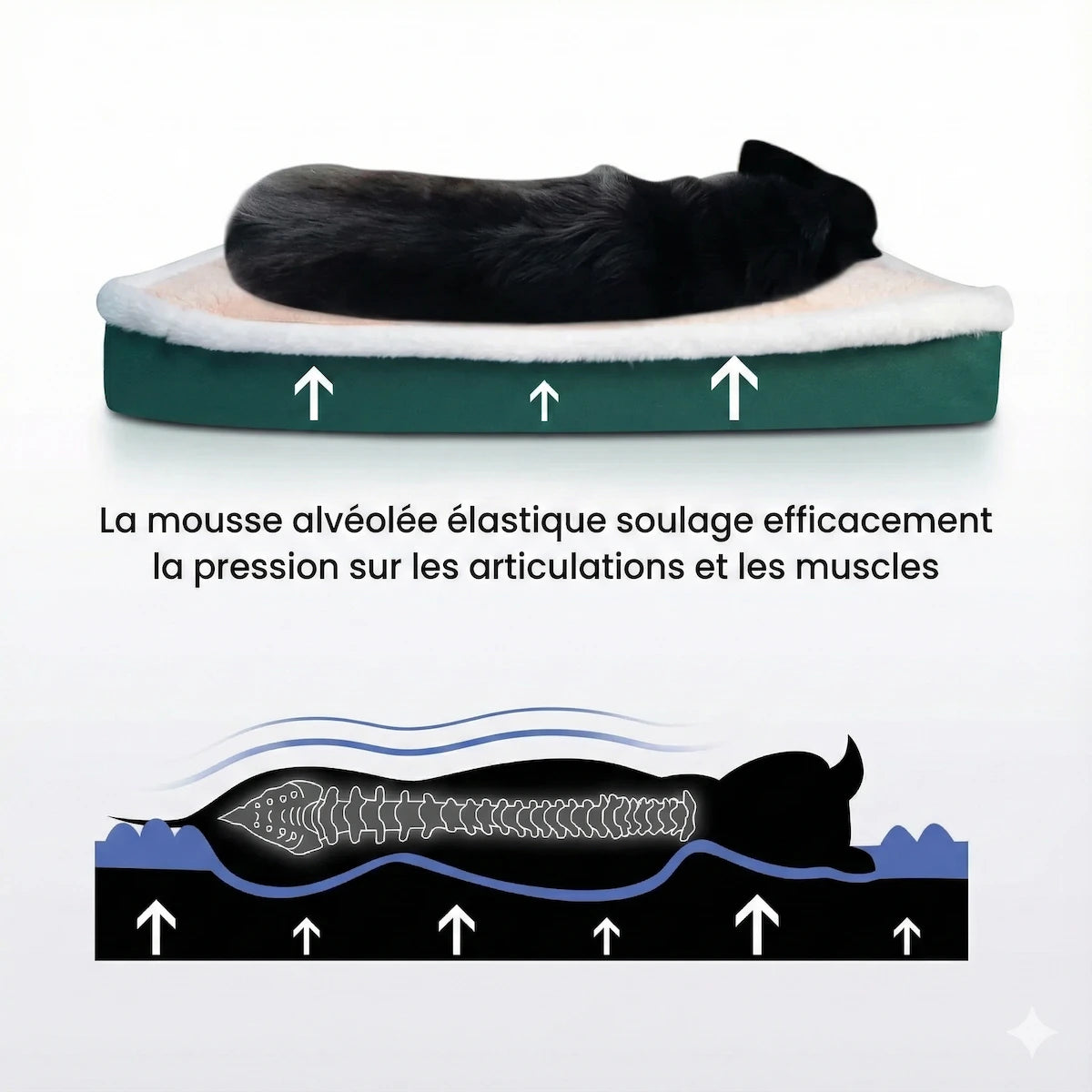 Schéma technique montrant le soutien orthopédique du lit pour chien : la mousse alvéolée soulage la pression sur les articulations et la colonne vertébrale.
